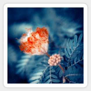 Acacia Flower Sticker